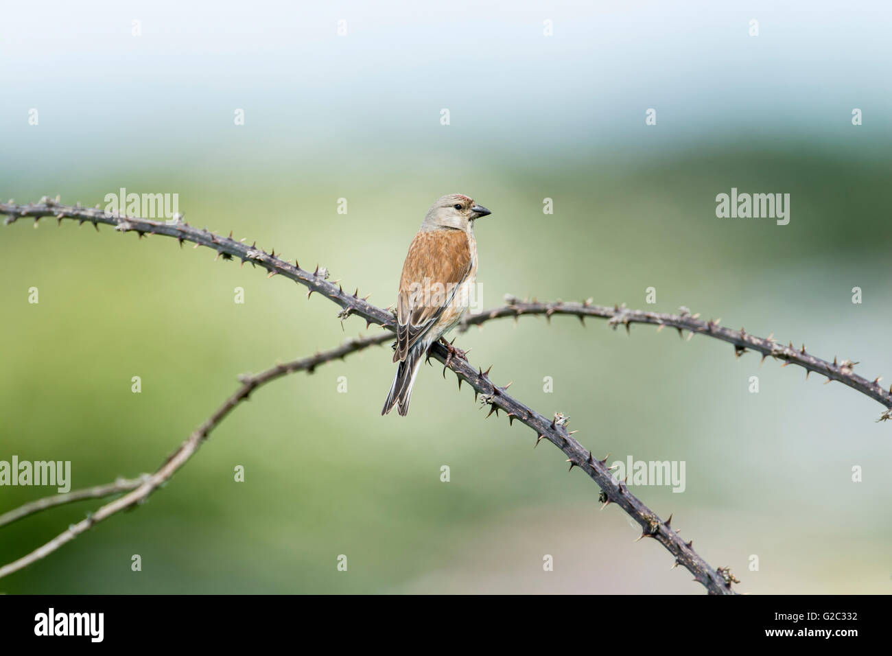 Male linnet (Carduelis cannabina) perched on brambles Stock Photo