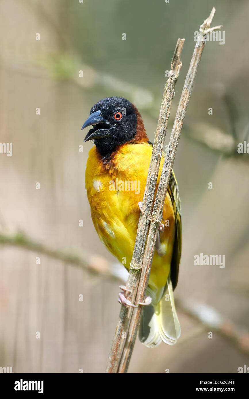 Village weaver sitting on a branch with vegetation in the background Stock Photo
