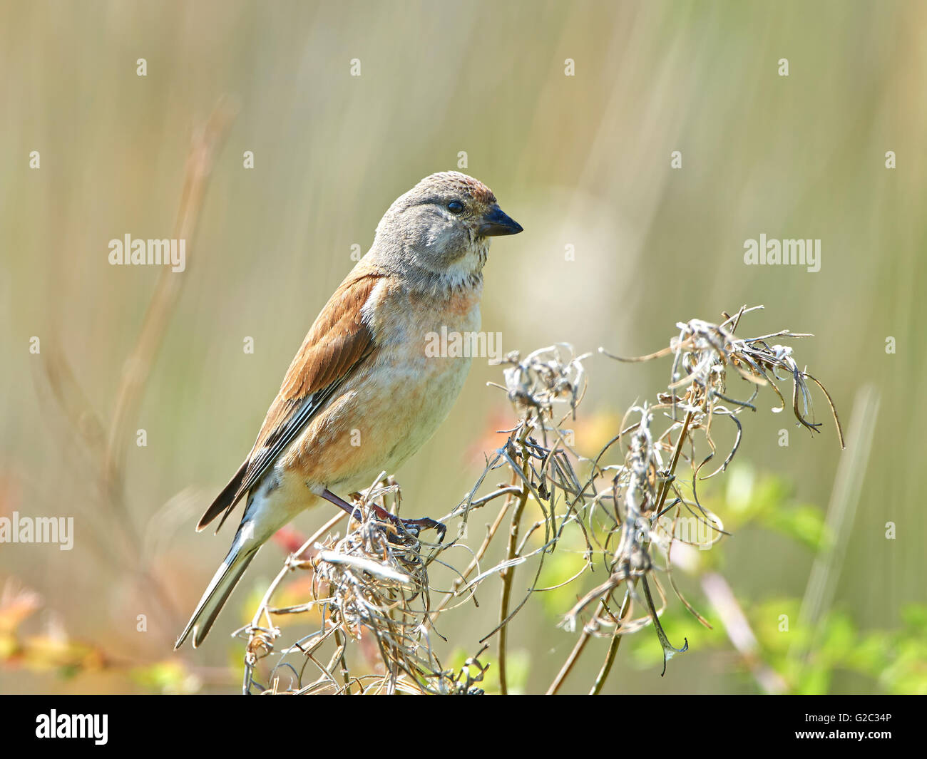 Common linnet resting on a branch in its habitat Stock Photo