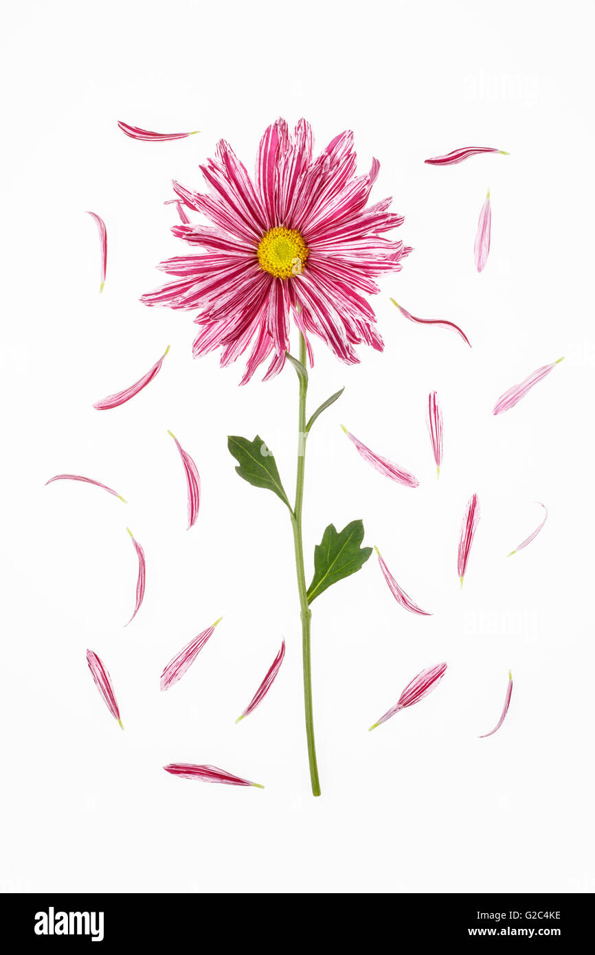 Single Chrysanthemum with Petals laid flat on white background Stock Photo