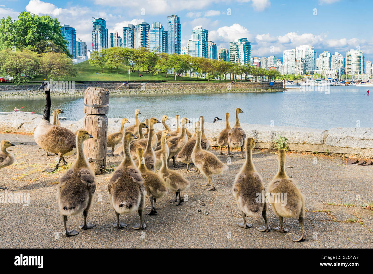 Canada goose shop vancouver