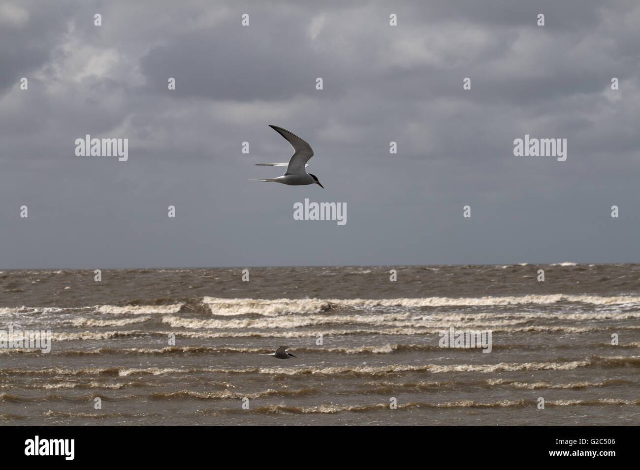 2 Küstenschwalben fliegen am Meer  2 Coast swallows fly by the sea Stock Photo