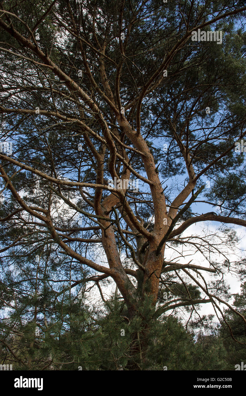 Große Pinie in der Fischbecker Heide im Frühling  Large pine tree in the Fischbeker heathland in spring Stock Photo