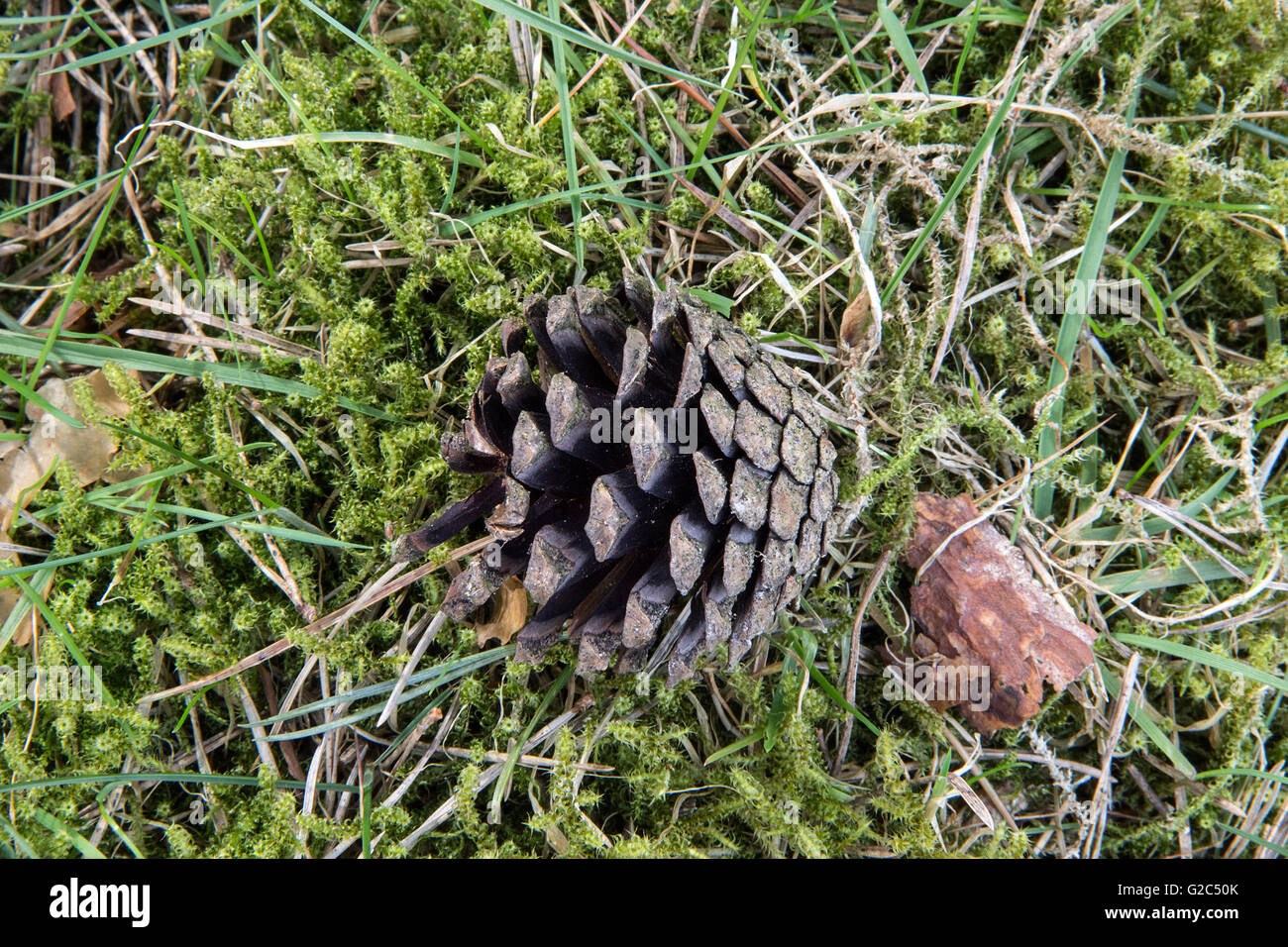 Pinienzapfen seitlich auf Moos liegend  Pine cones lying sideways on moss Stock Photo