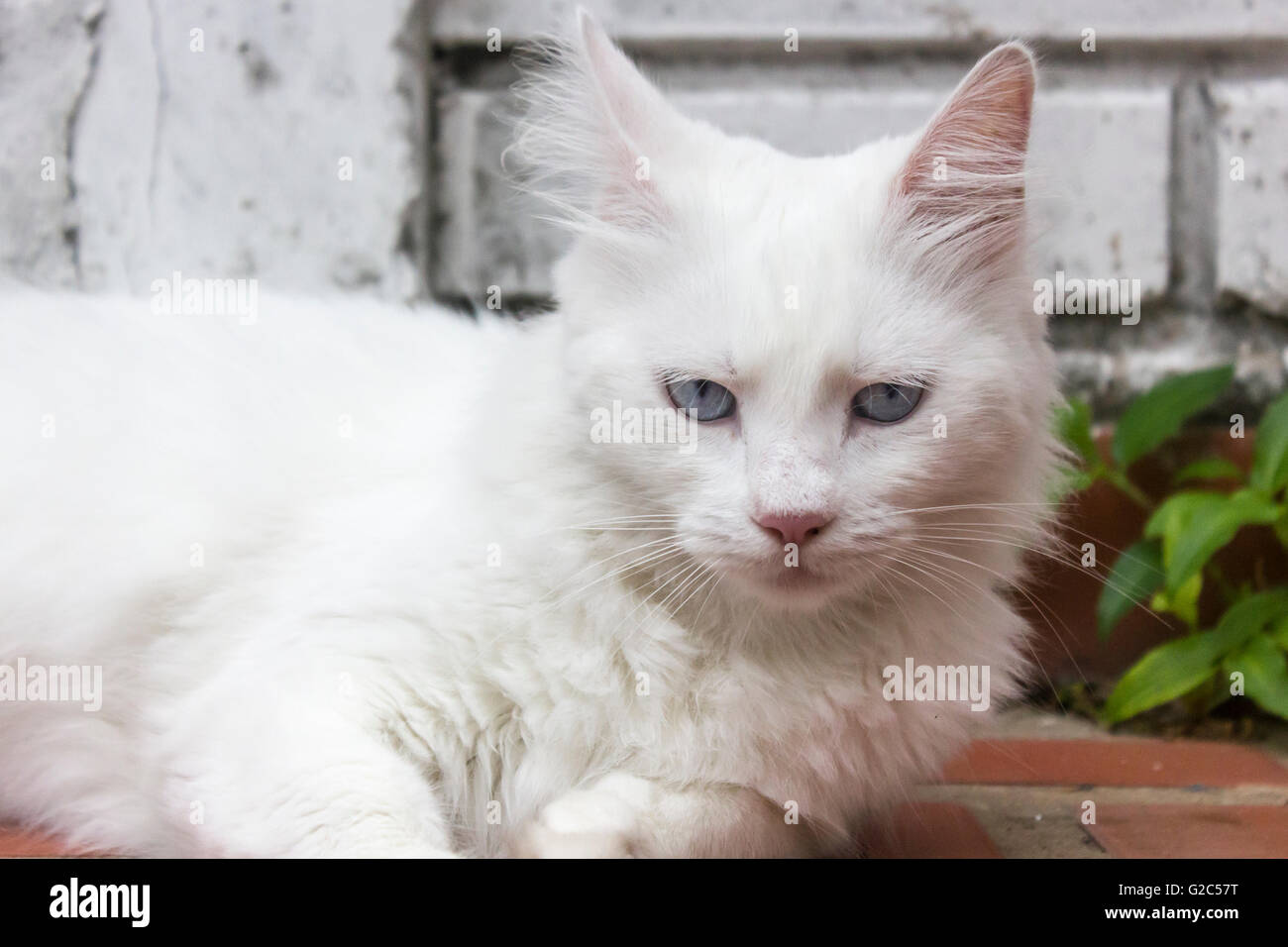 A pure white cat with blue eyes looks at the camera from the backyard ...