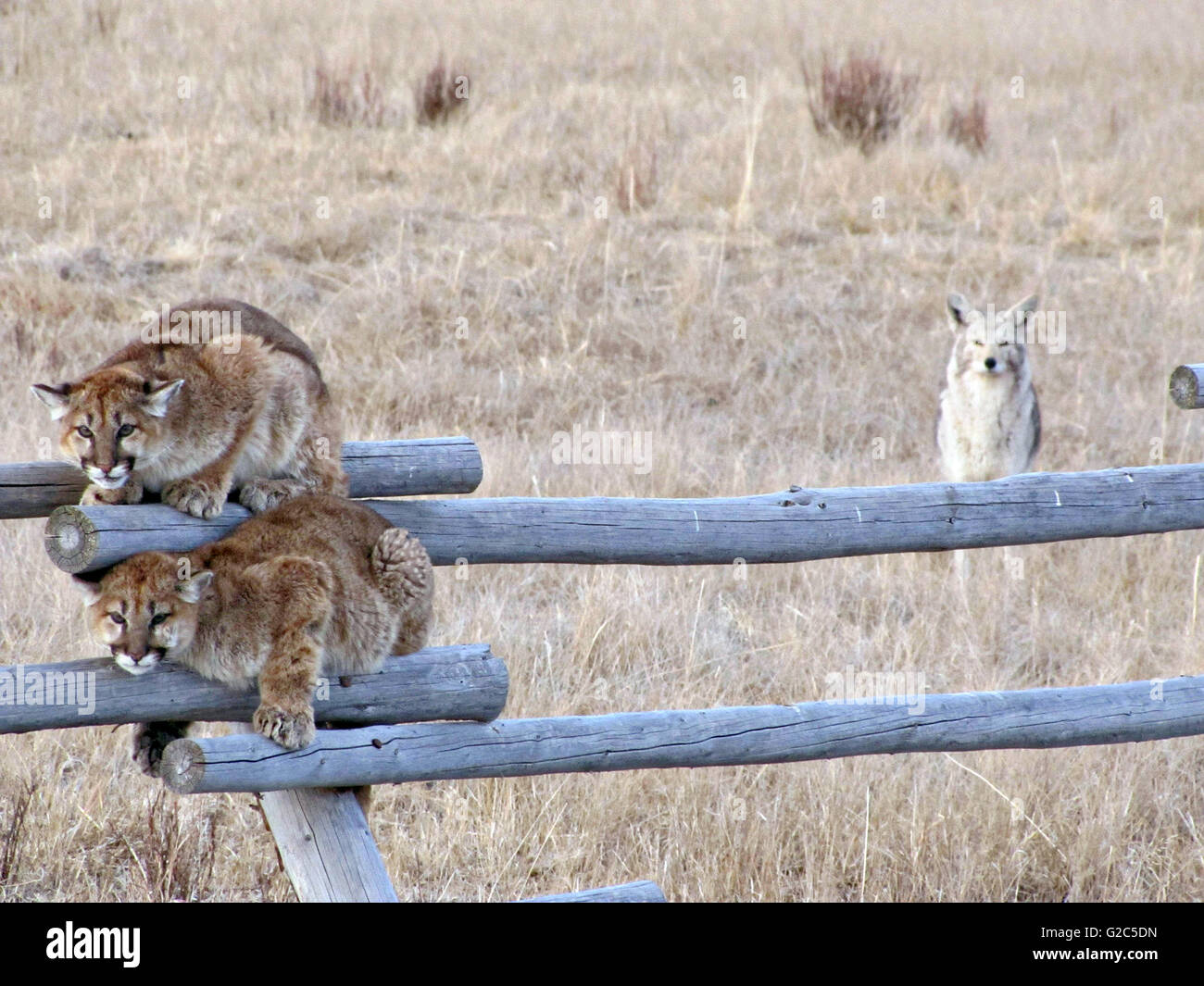 Two juvenile mountain lion cubs cling to a rail fence after being chased by a pack of angry coyotes at the National Elk Refuge March 28, 2013 in Kelly, Wyoming. The coyotes circled the cats for an hour before letting the cubs escape. Park rangers sighted the cubs safely with their mother the following day. Stock Photo