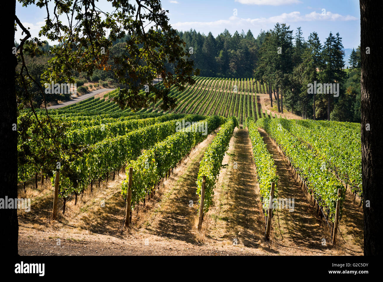 VISTA HILLS VINEYARD Stock Photo