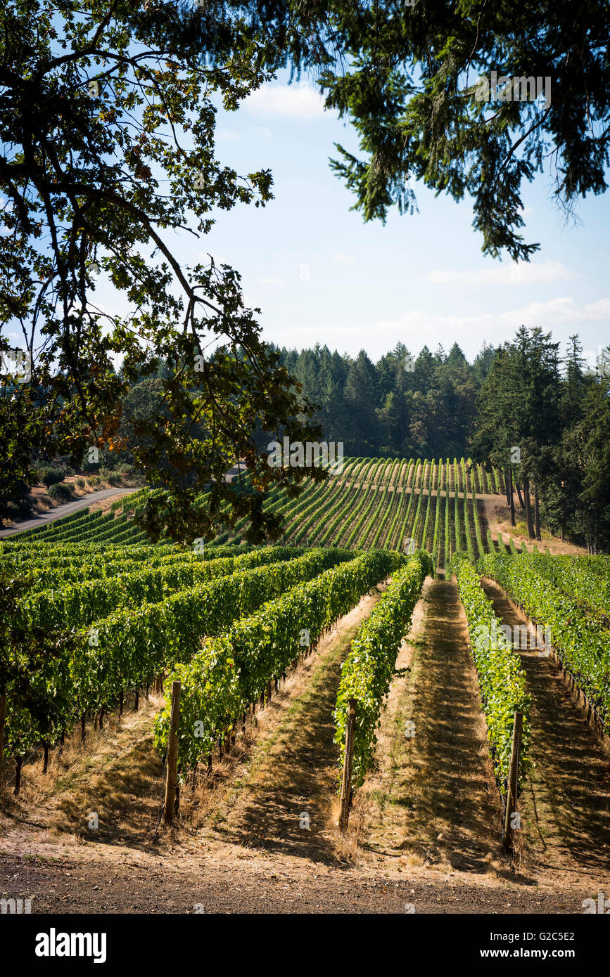 VISTA HILLS VINEYARD, OREGON Stock Photo