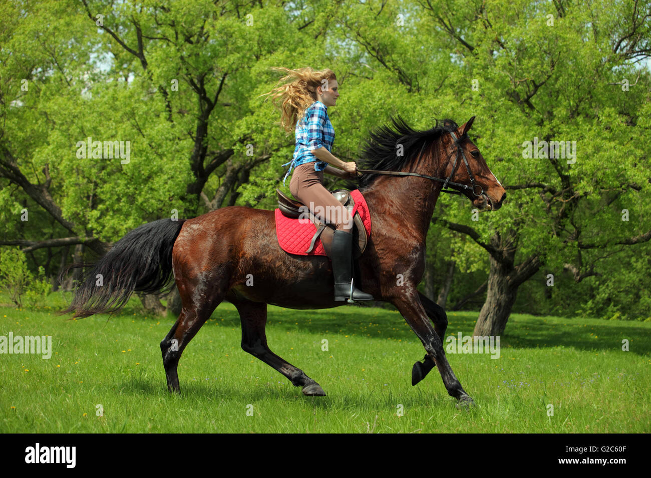 Beauty blond girl riding horse in woods Stock Photo