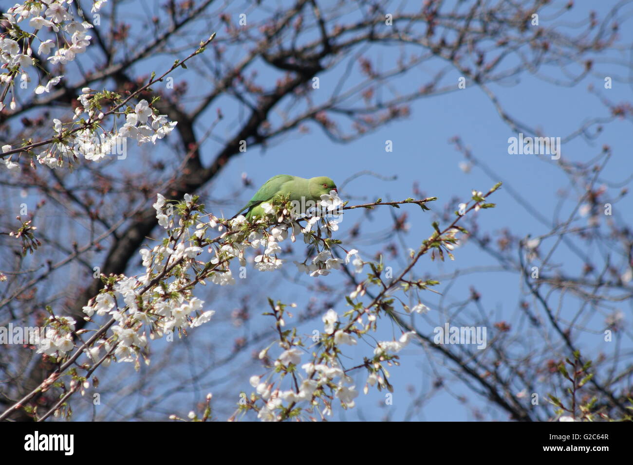 Parakeet munching on the flowers at Ueno Park in Tokyo Stock Photo