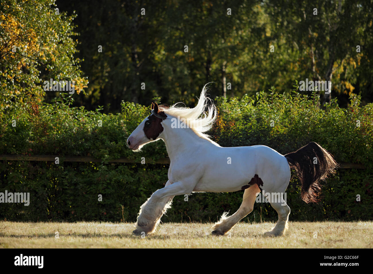 Drum horse hires stock photography and images Alamy