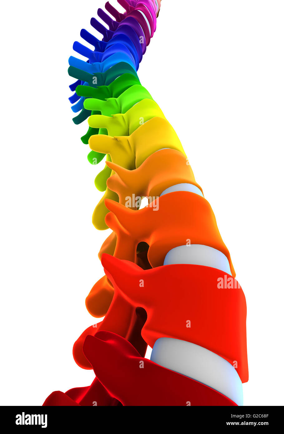 Colorful Human Spine Anatomy Stock Photo