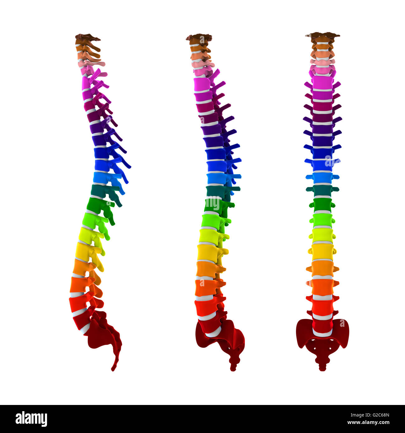 Colorful Human Spine Anatomy Stock Photo