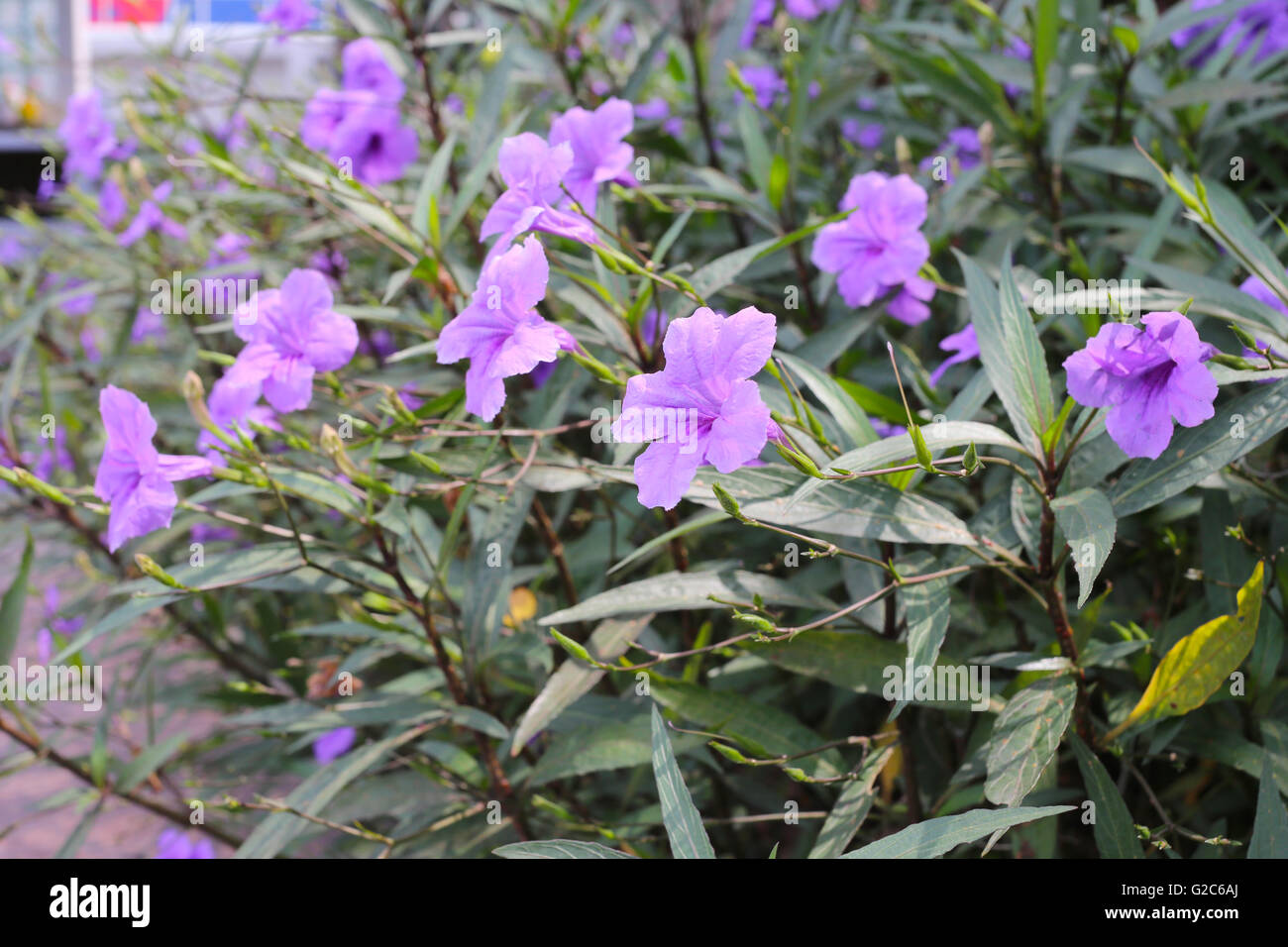 Summer garden blooming flowers hi-res stock photography and images - Alamy