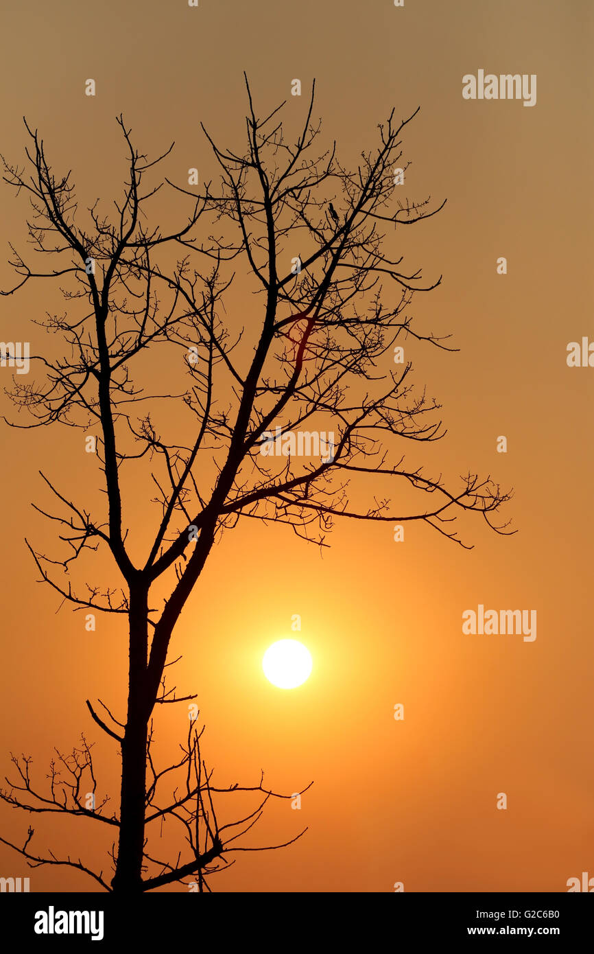 tree of silhouette style on sunset in the evening. Stock Photo