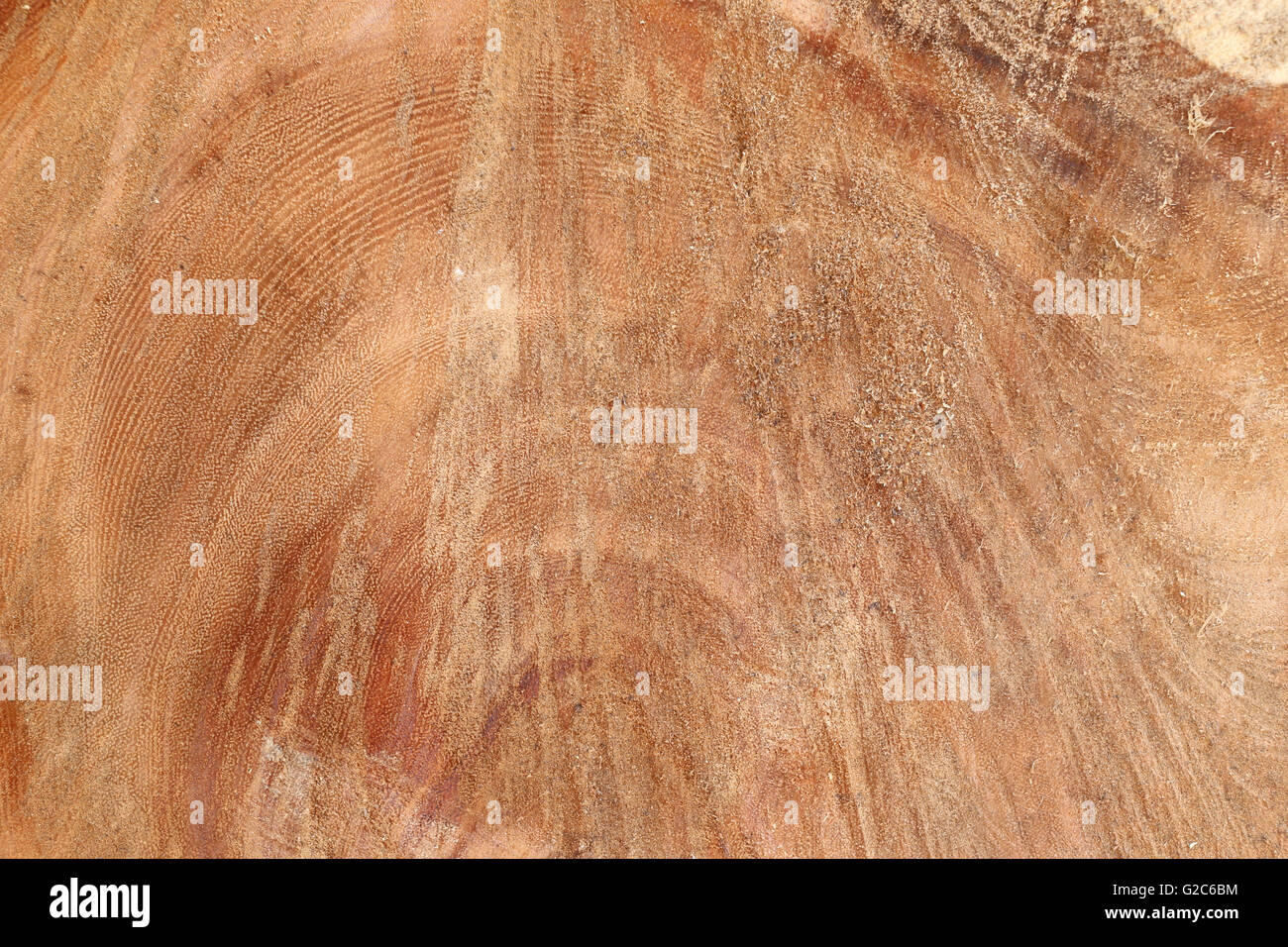 Wood surface of trunk for the design nature background. Stock Photo