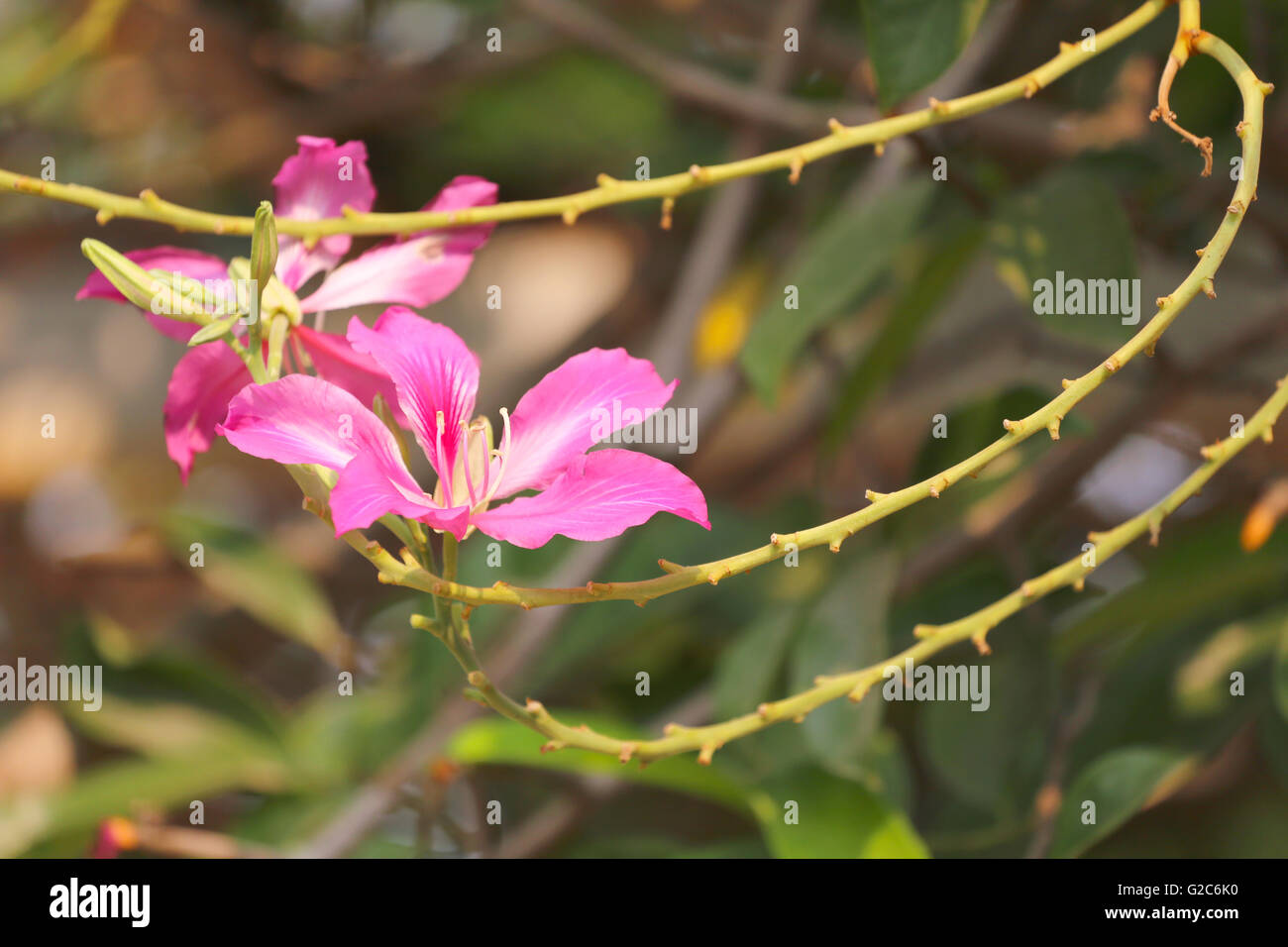 Butterfly Tree and have pink flower bloom in the garden,Tropical flora in Thailand. Stock Photo