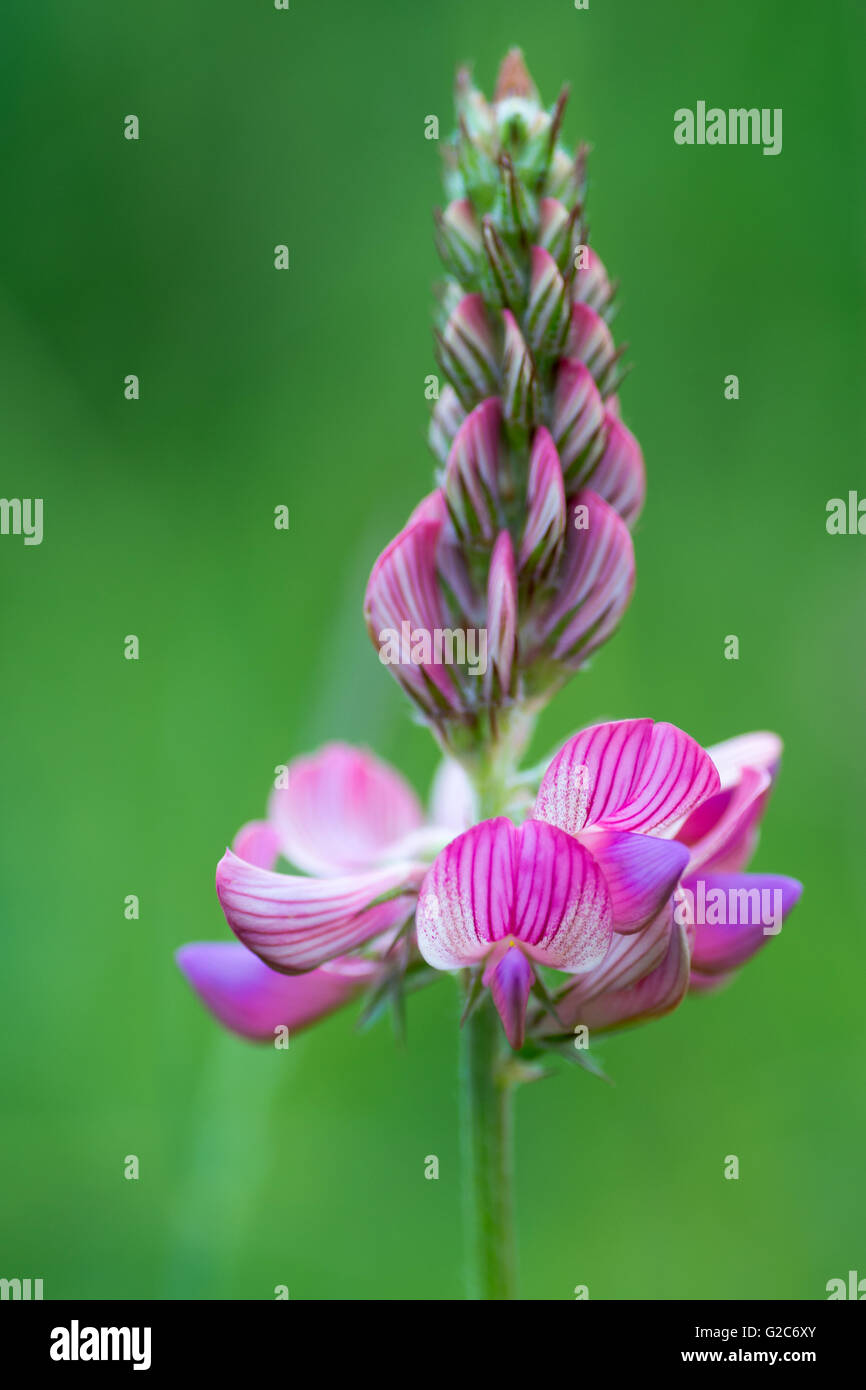 Sainfoin (Onobrychis viciifolia) raceme. Pink flowers with purple veins on plant in the family Fabaceae, the pea family Stock Photo