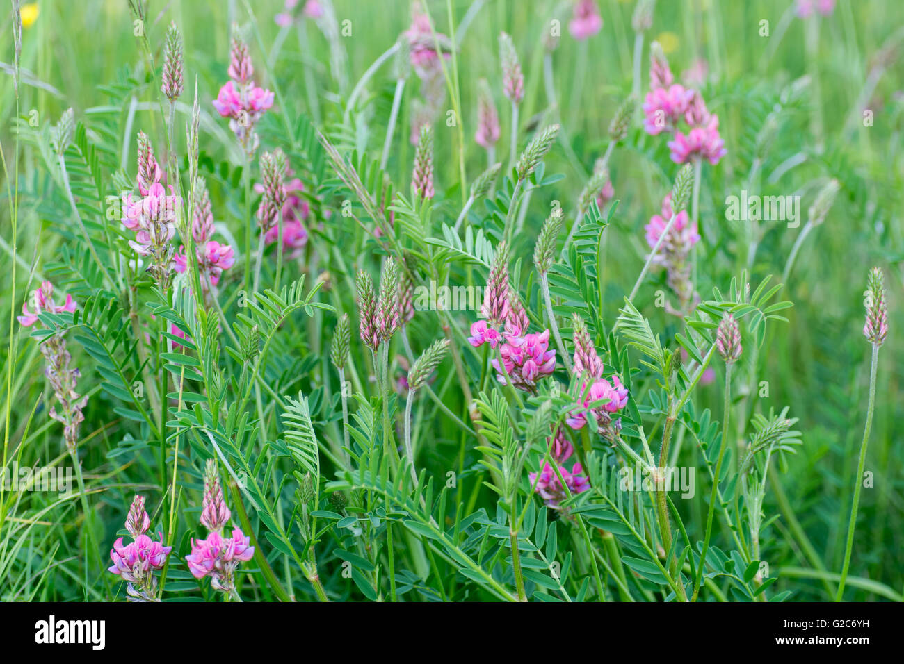 Sainfoin (Onobrychis viciifolia) plant in flower. Pink flowers with purple veins on plant in the family Fabaceae, the pea family Stock Photo