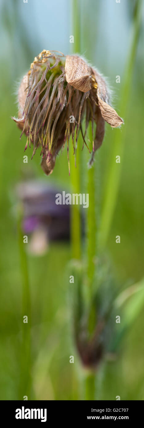 Pasque flower seedhead (Pulsatilla vulgaris) on Devils Dyke, Cambridge Stock Photo