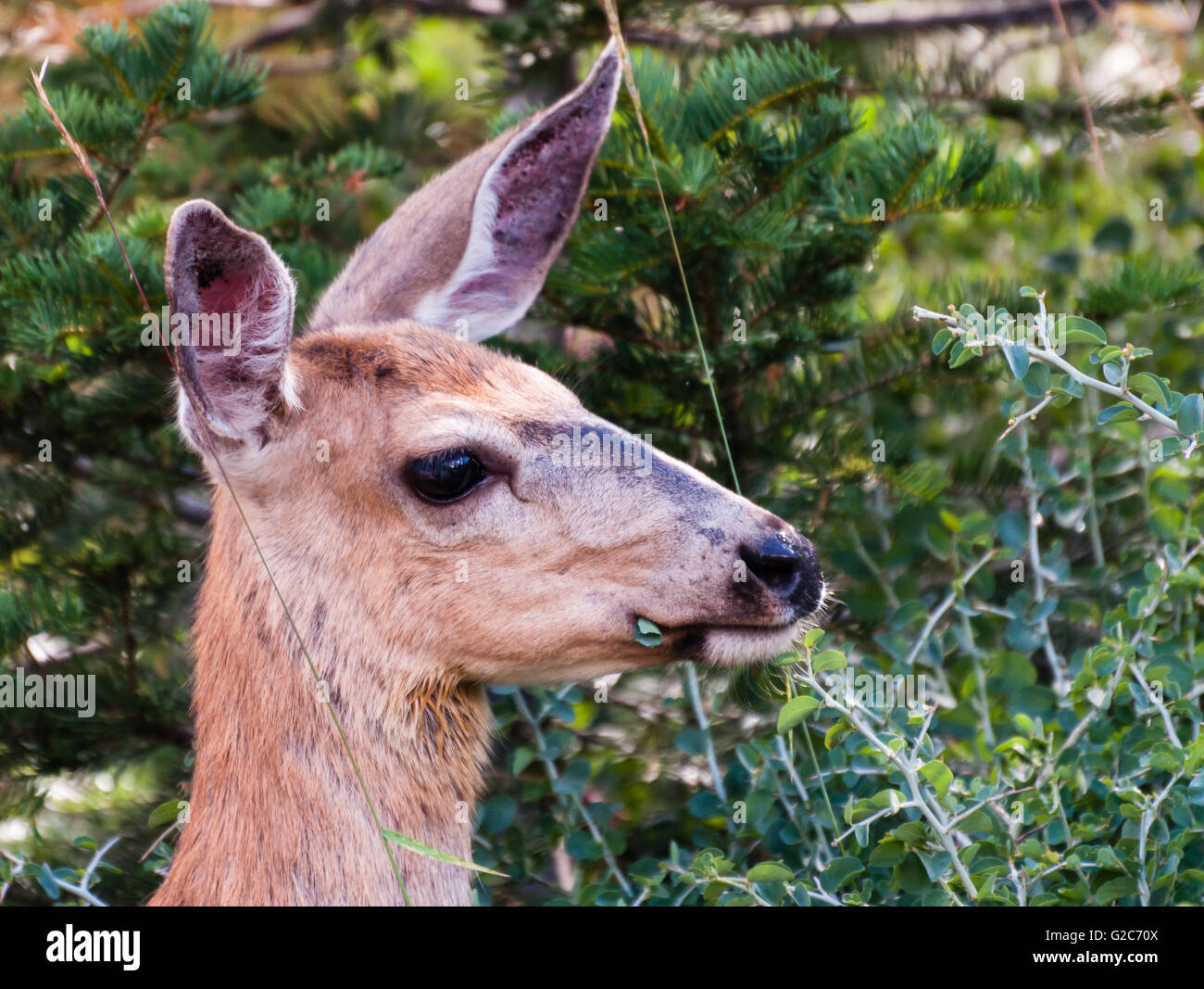 Deer chewing on leaves in Sequoia National Park, California, USA. Stock Photo