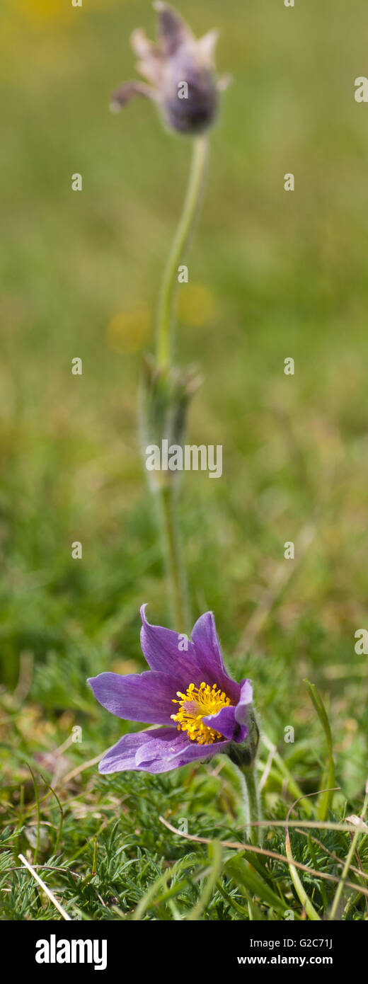 Pasque flowers (Pulsatilla vulgaris) on Devils Dyke, Cambridge Stock Photo