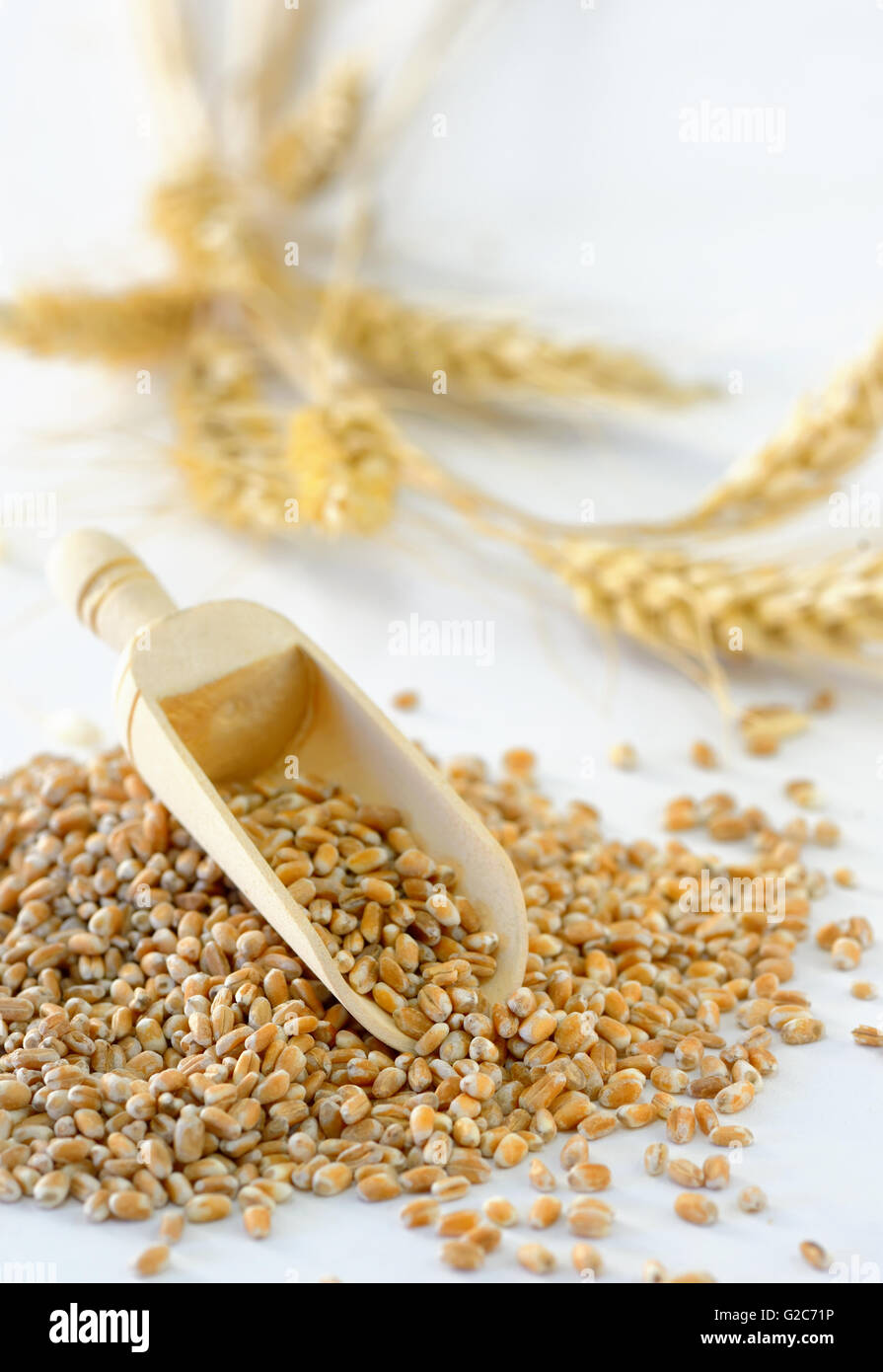 Ears of wheat and wheat grains on white background Stock Photo - Alamy