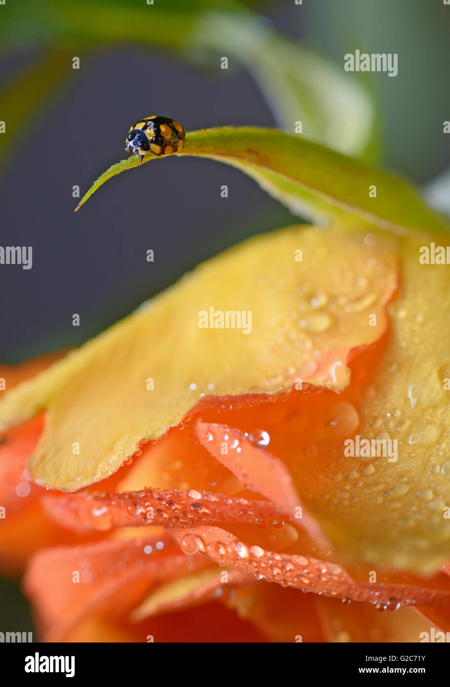close up of an yellow ladybug with water drops Stock Photo Alamy