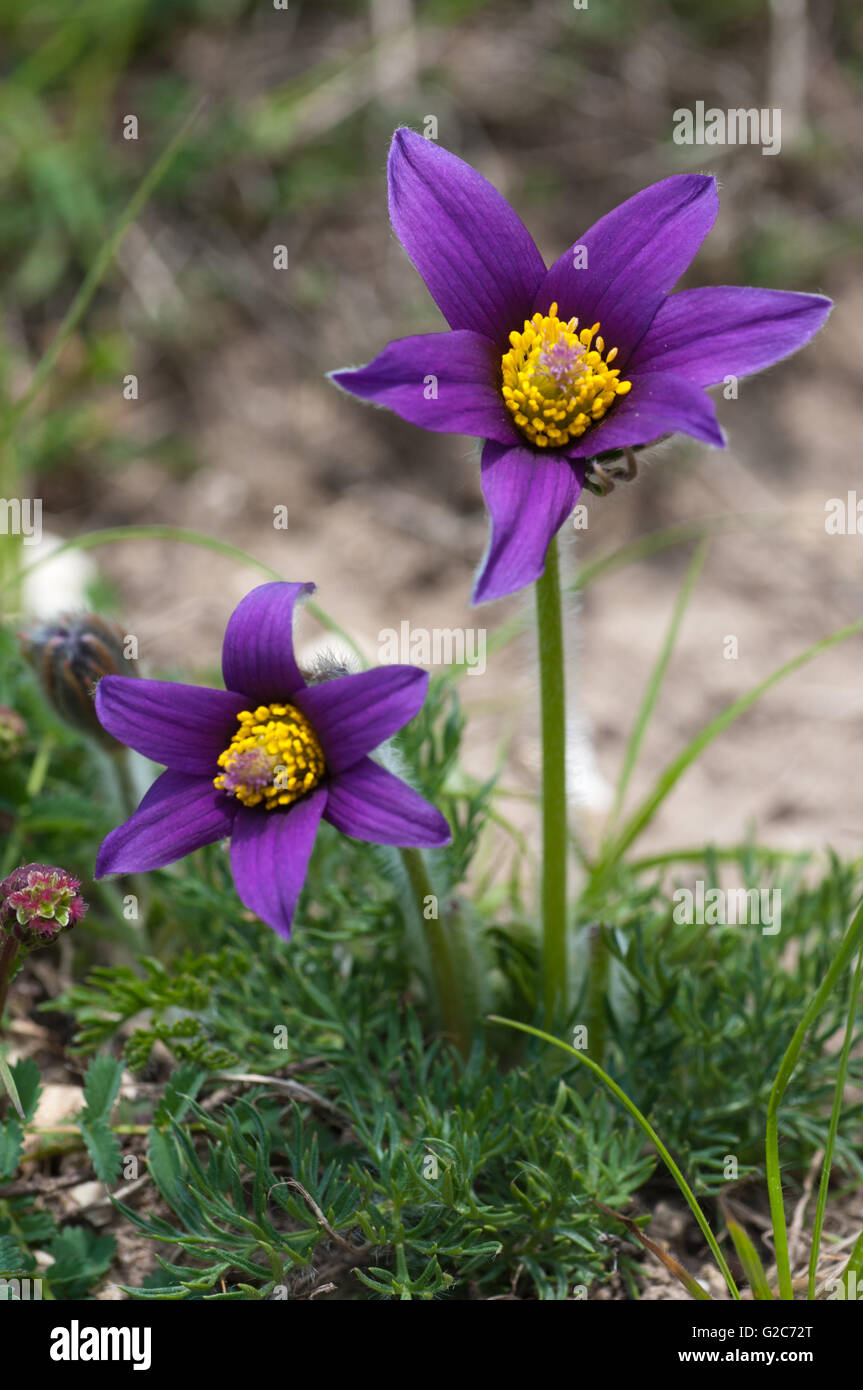 Pasque flowers (Pulsatilla vulgaris) on Devils Dyke, Cambridge Stock Photo