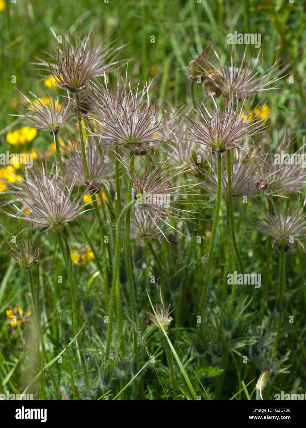 Pasque flower seedheads (Pulsatilla vulgaris) on Devils Dyke, Cambridge Stock Photo