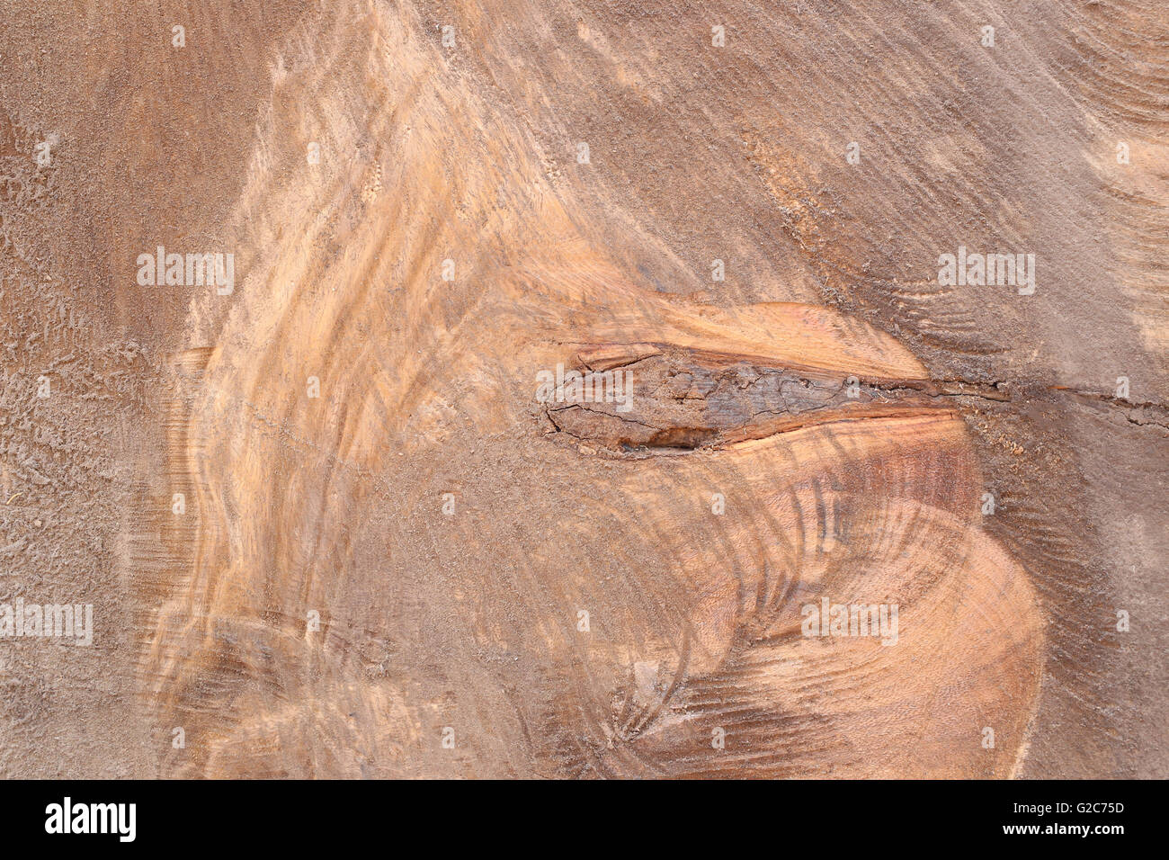 Wood surface of trunk for the design nature background Stock Photo - Alamy