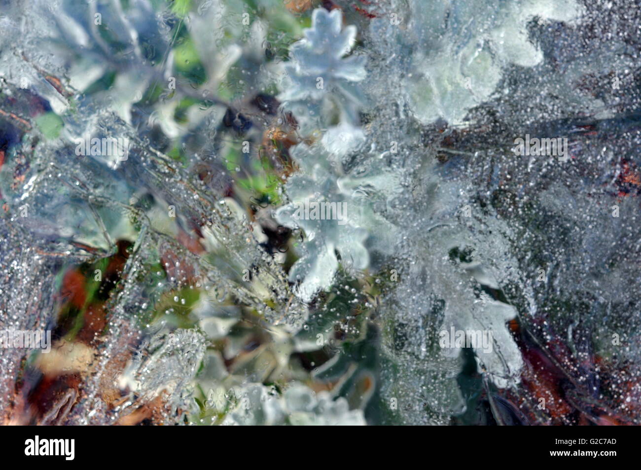 Leaves and grass under ice Stock Photo - Alamy