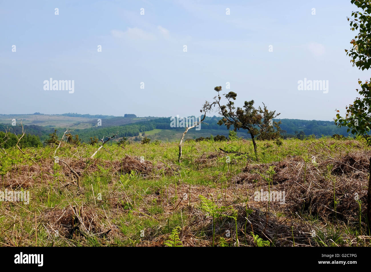Ashdown Forest East Sussex UK Stock Photo