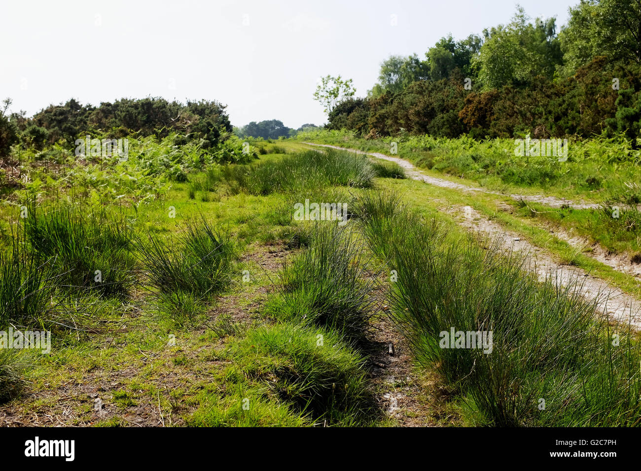Ashdown Forest East Sussex UK Stock Photo