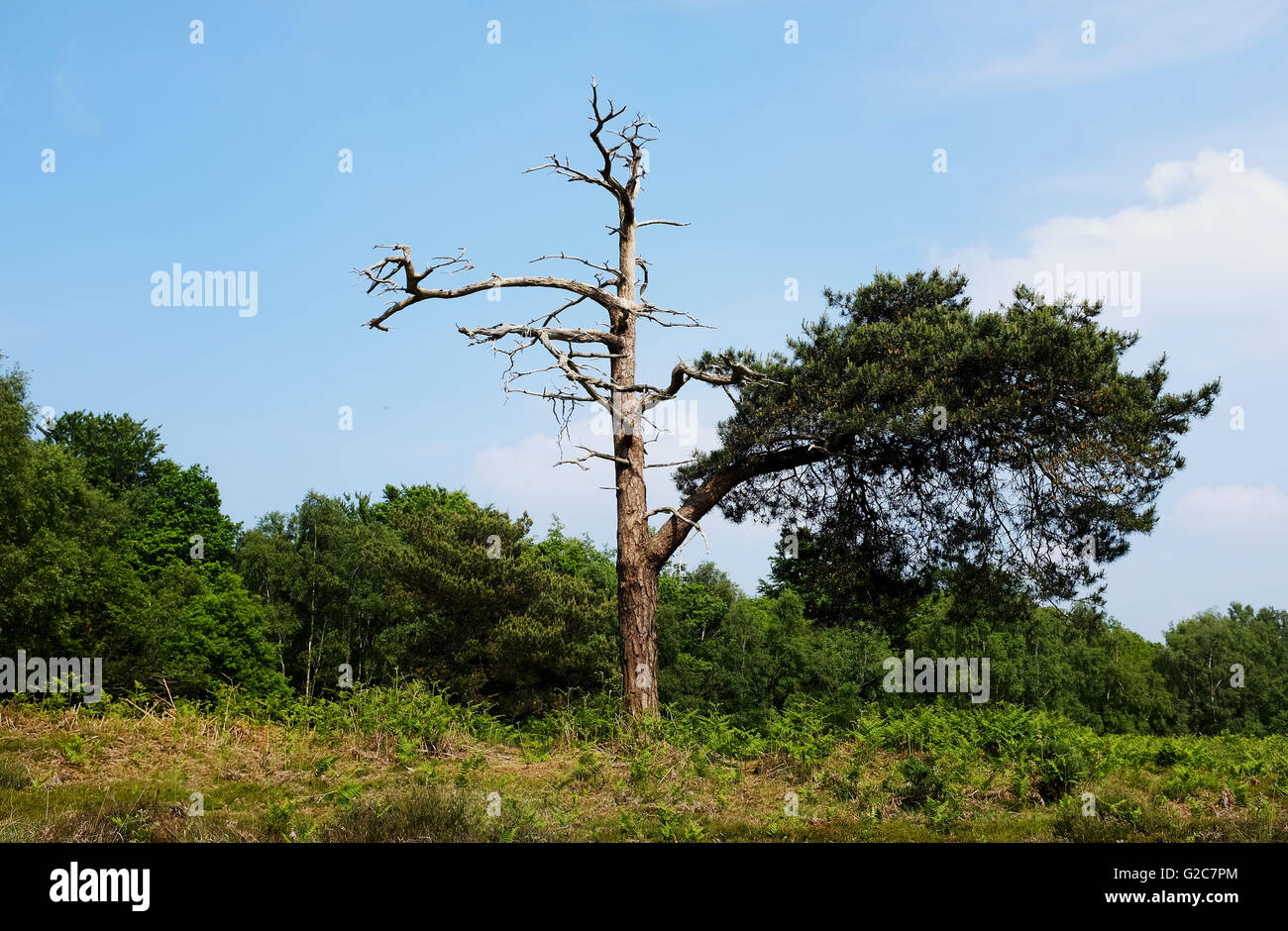 Ashdown Forest East Sussex UK with partly dead tree Stock Photo