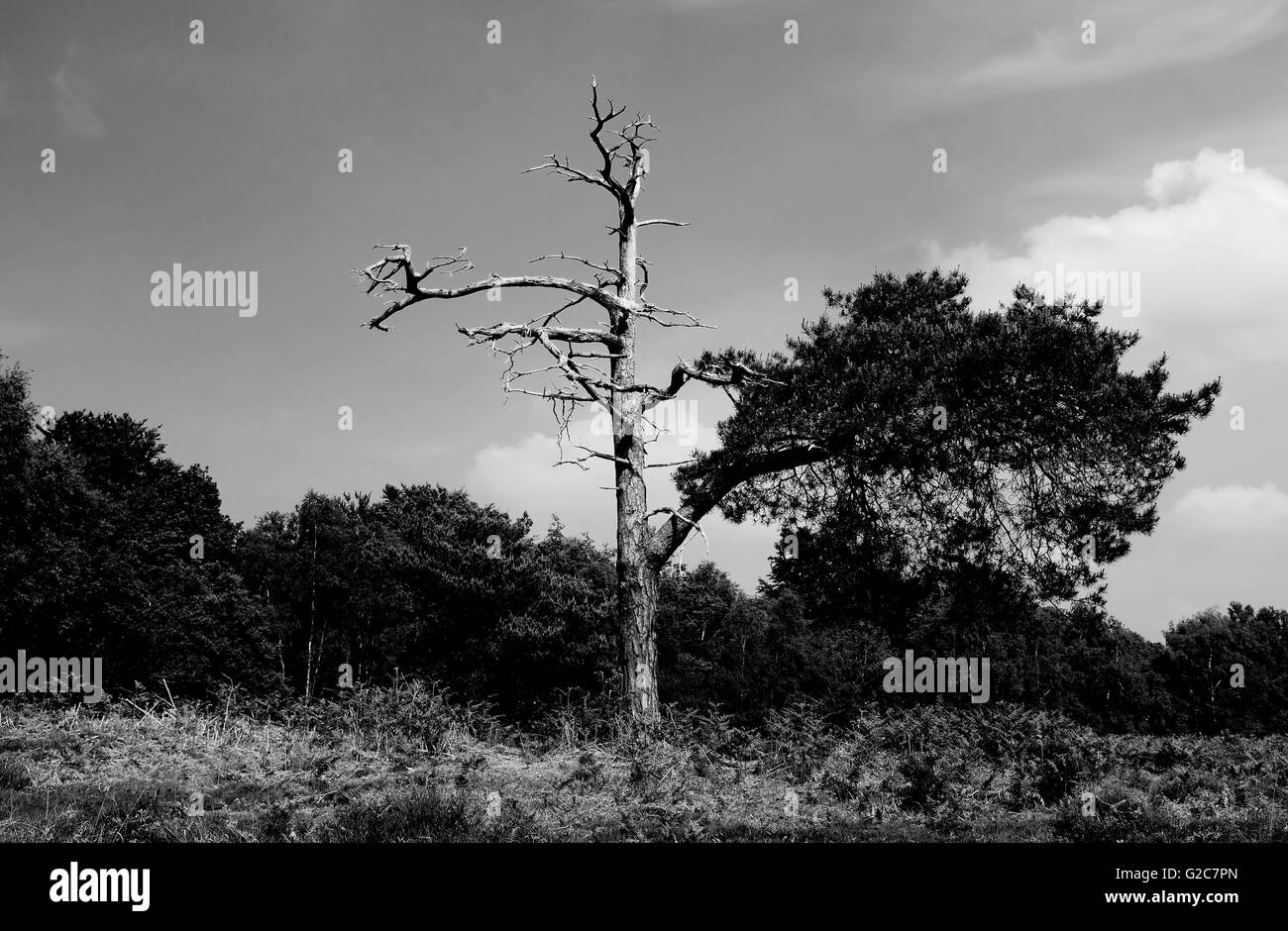 Ashdown Forest East Sussex UK with partly dead tree Stock Photo