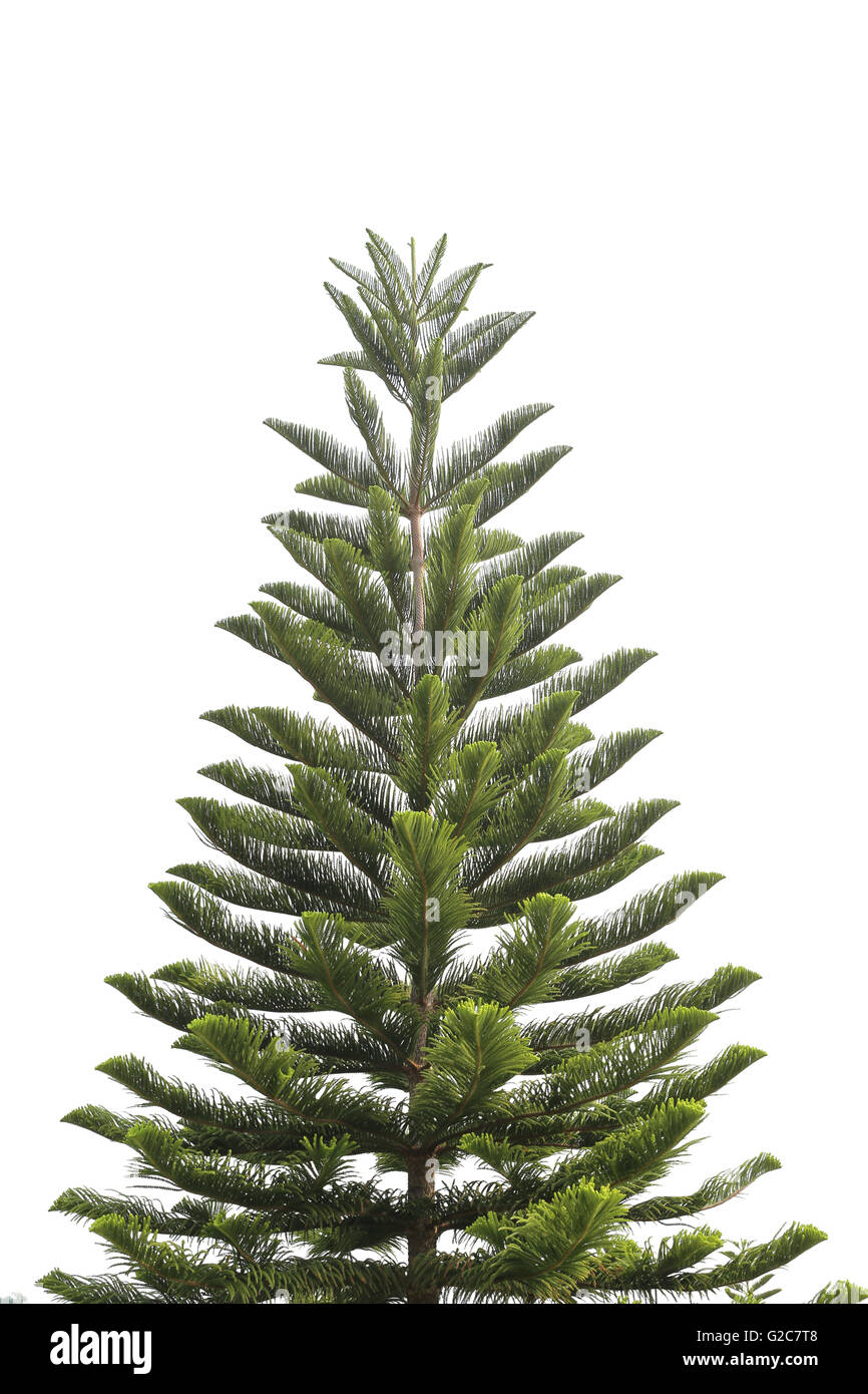 Tropical Pines is a genus of coniferous tree in the family Araucariaceae on white background. Stock Photo