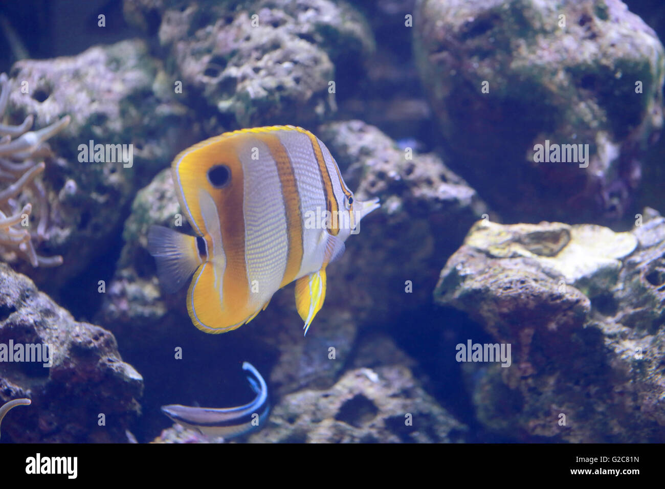 Copper Banded Butterfly fish in the sea Stock Photo Alamy