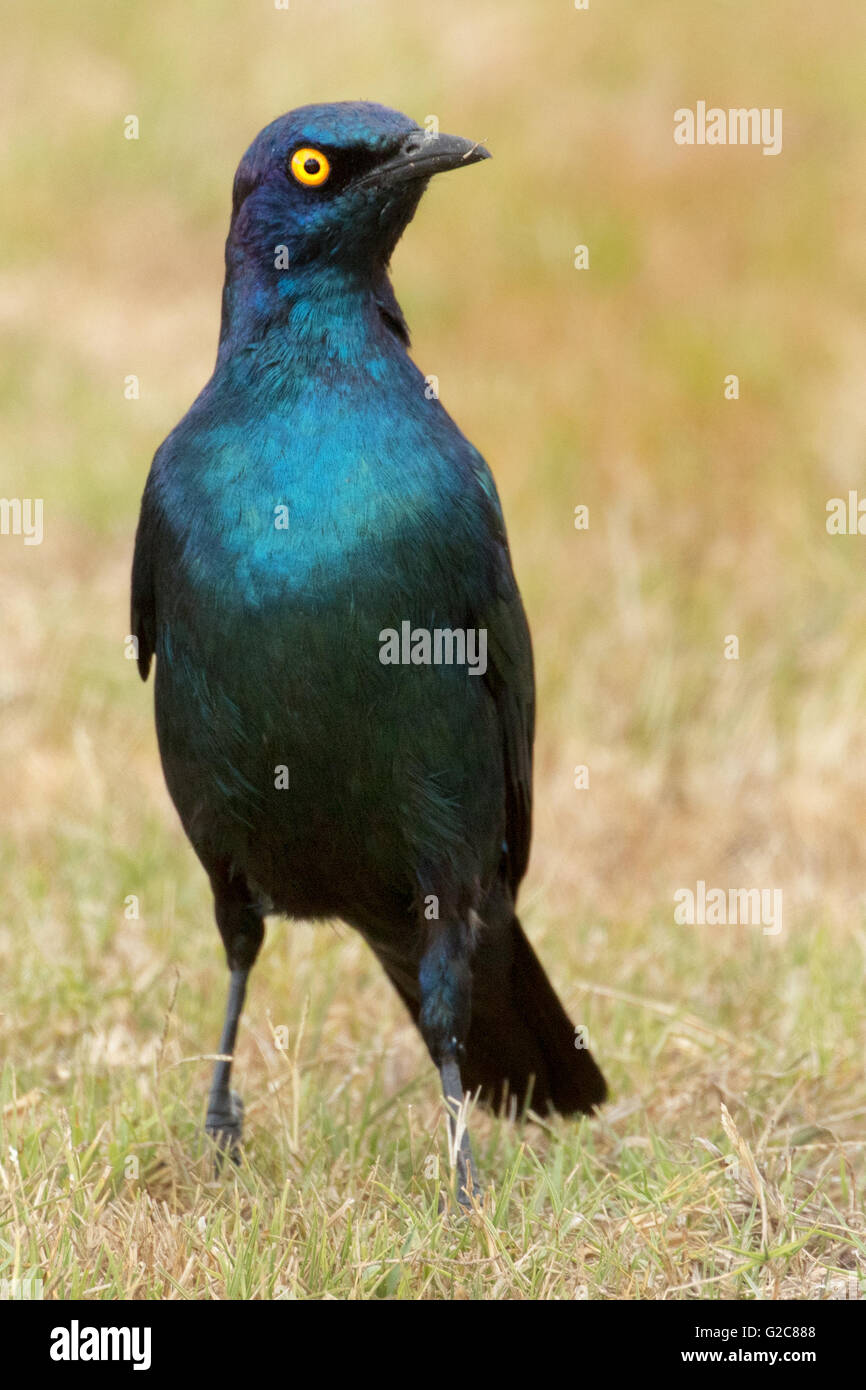 Cape Glossy Starling (Lamprotornis nitens) Stock Photo