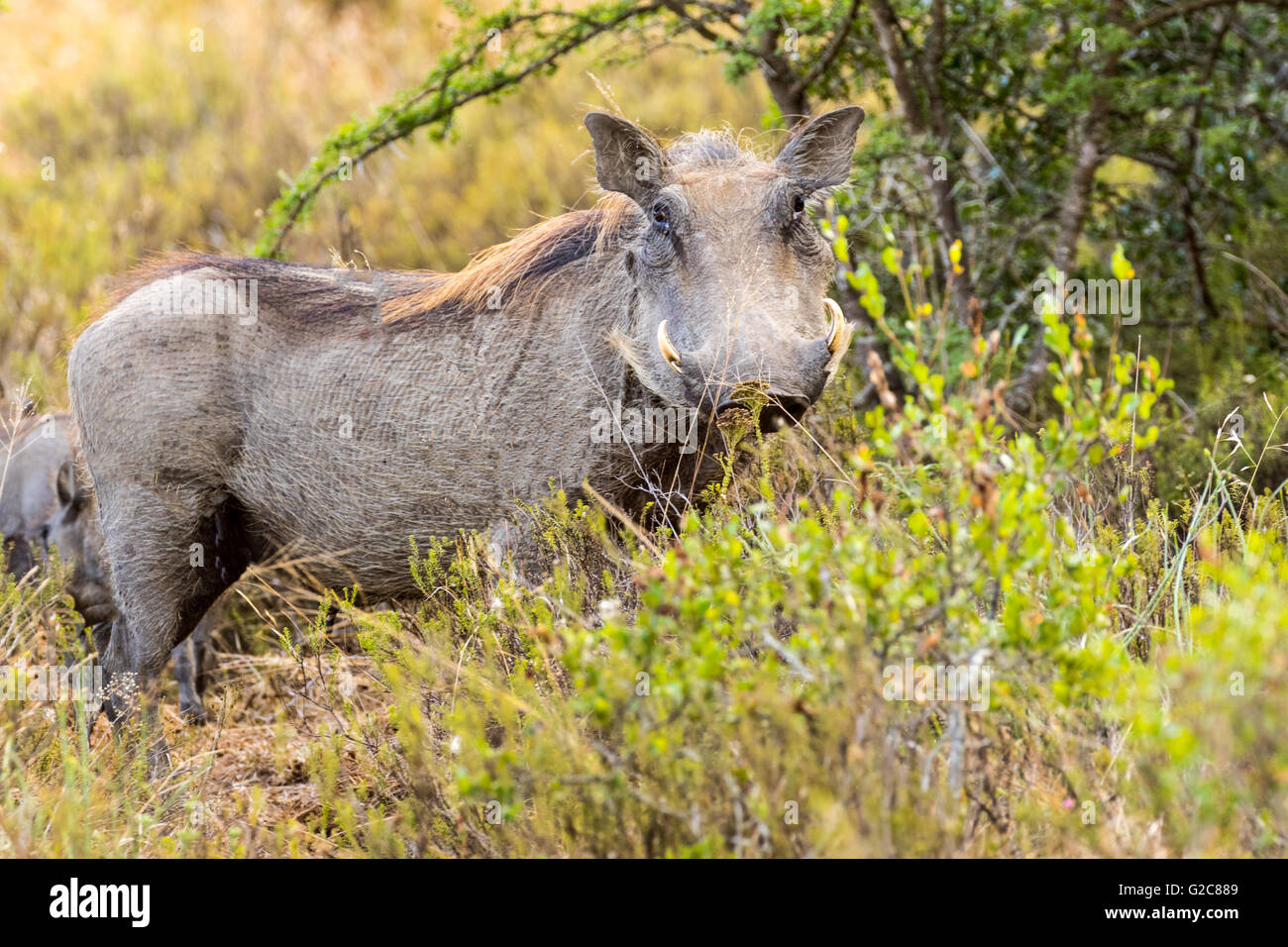The Male Warthog (Phacochoerus) Stock Photo