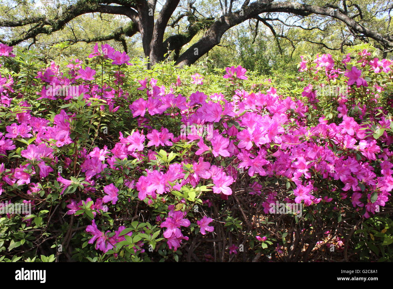 tree and flowers Stock Photo Alamy