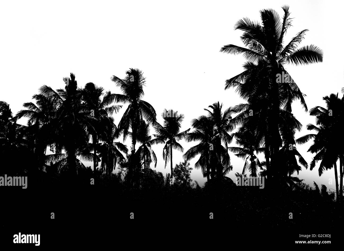 Black and white photo of palm trees Stock Photo - Alamy