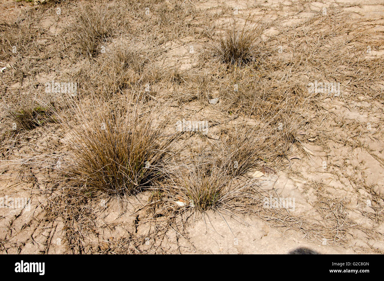 Cracked ground grass hi-res stock photography and images - Alamy