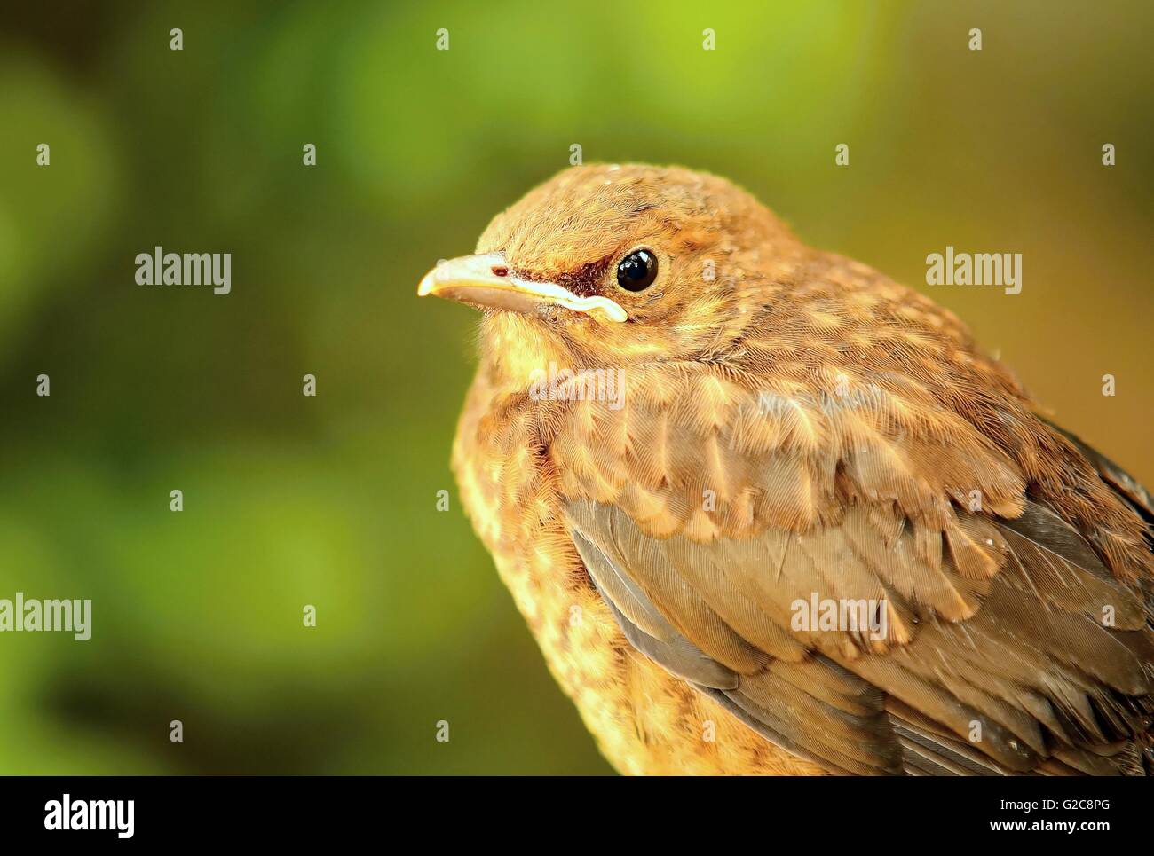 Closeup portrait of young brown Thrush bird (Turdus philomelos). Thrush