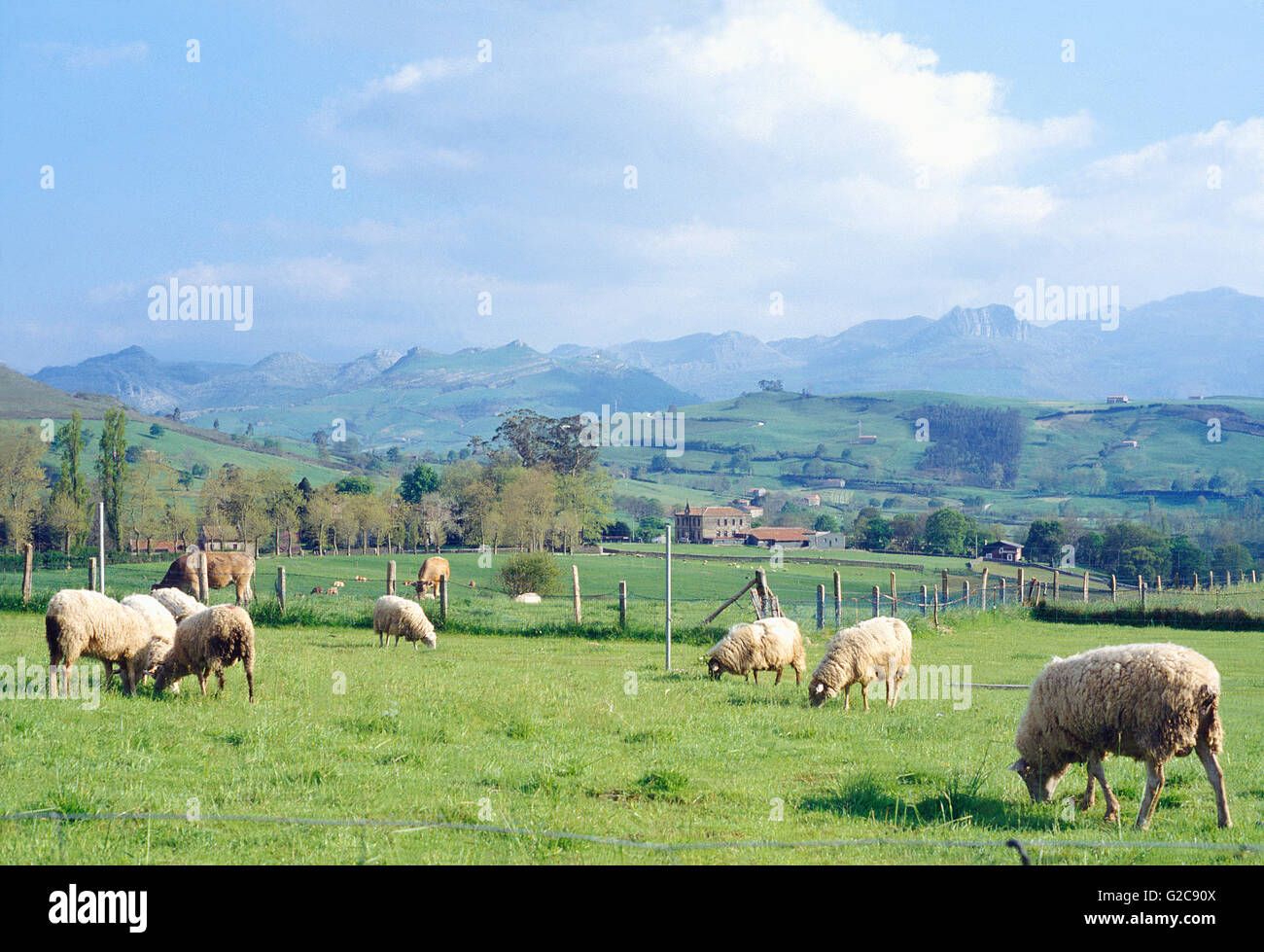 Flock of sheep grazing in the meadow. Cantabria, Spain. Stock Photo