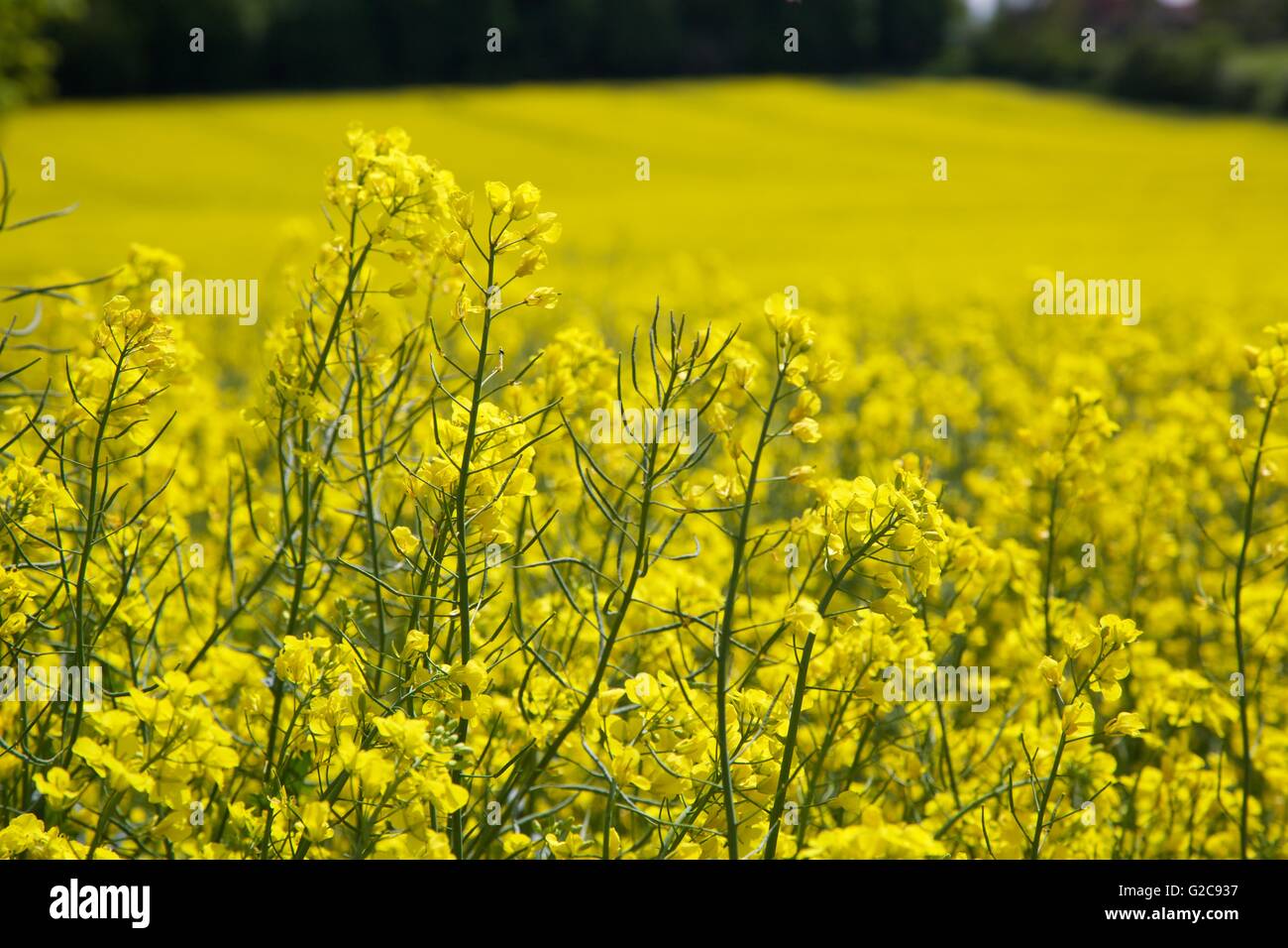 Rapeseed Canola Fields and plants Stock Photo