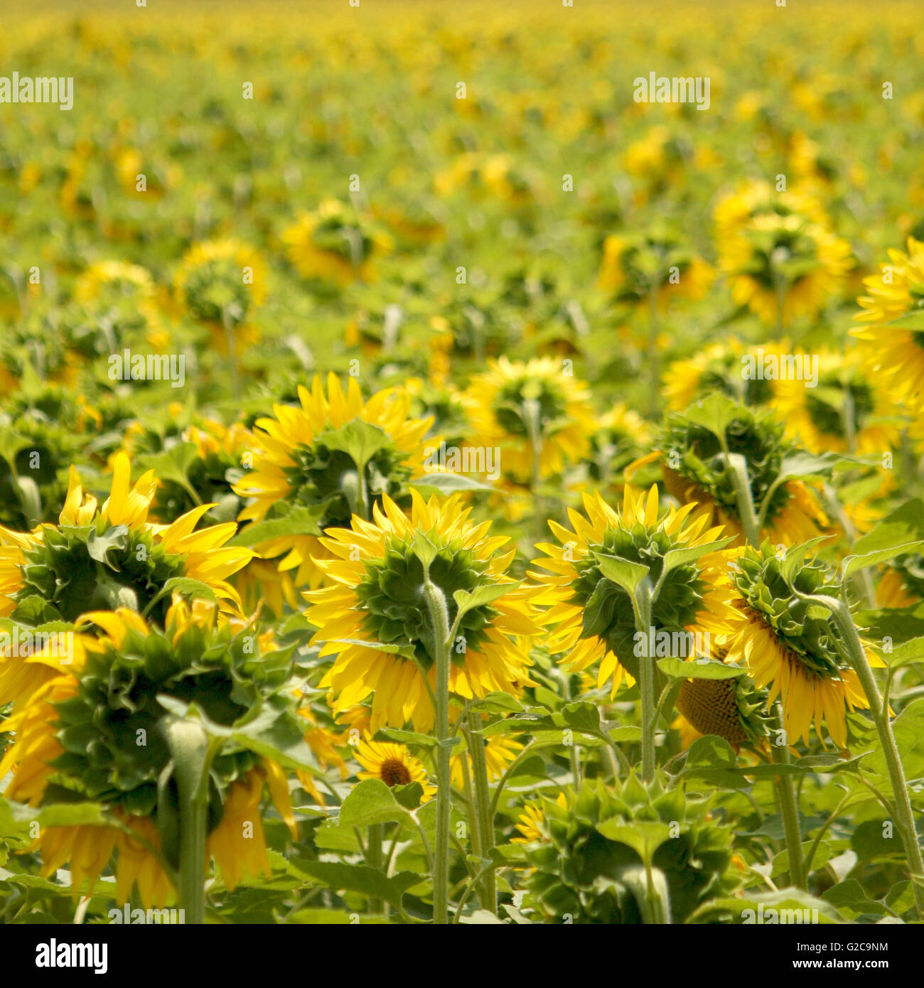 Sunflower field in a sunny day Stock Photo - Alamy