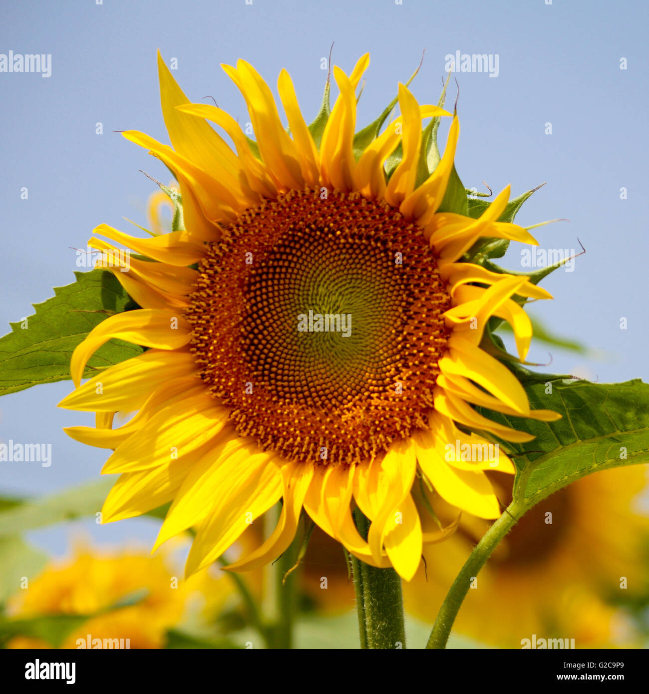 Sunflower field in a sunny day Stock Photo - Alamy