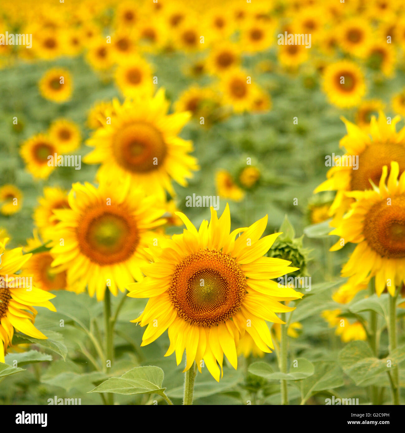 Sunflower field in a sunny day Stock Photo - Alamy