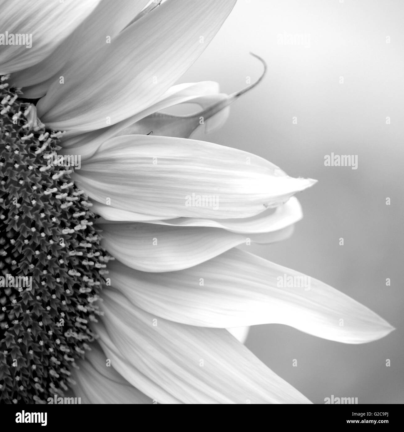 Field yellow sunflowers Black and White Stock Photos & Images - Alamy